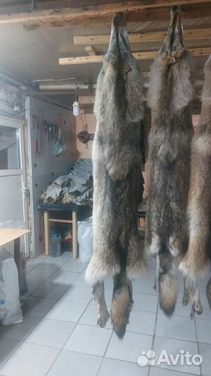 Шкуры волка,выделанные,с хвостами и лапами