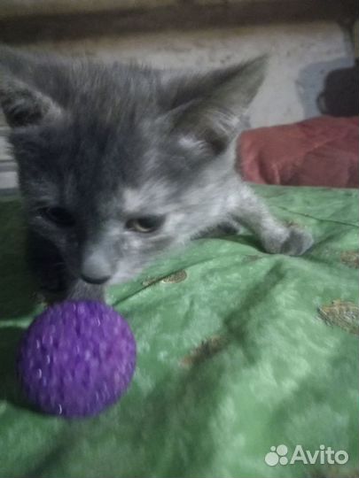 Котёнок девочка