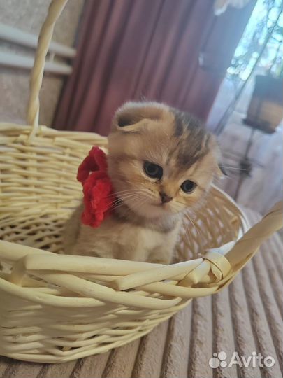 Продам котят