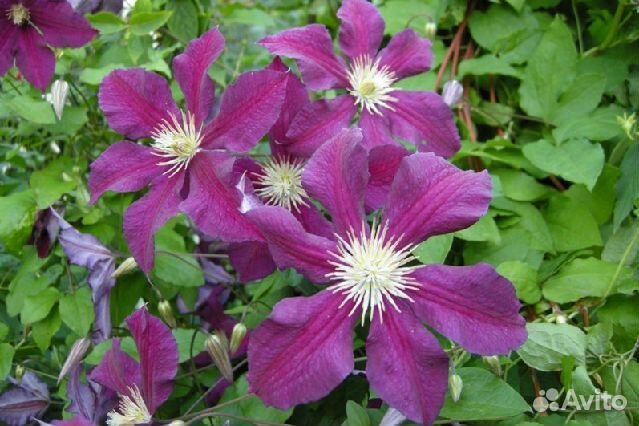 Клематис Юбилей 70 лет