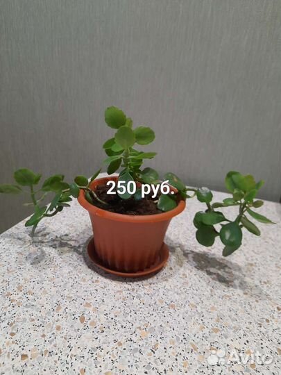 Комнатные растения цветы