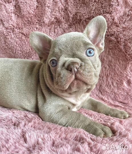 Французский бульдог Isabella Newshade
