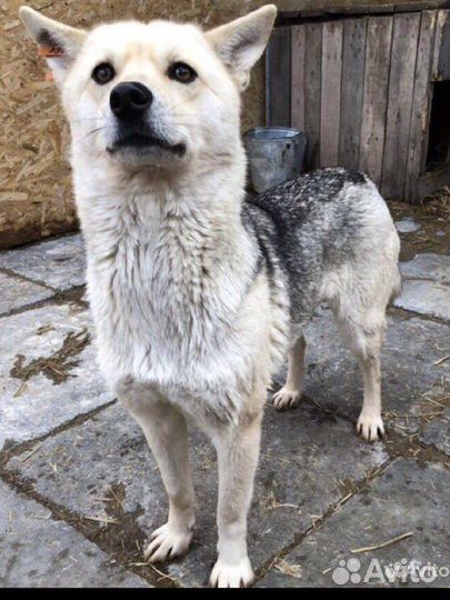 Собака меньше среднего в добрые руки