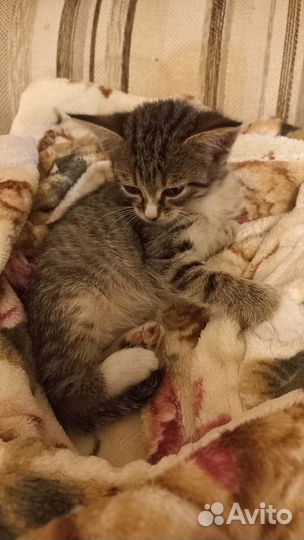 Котёнок в дар