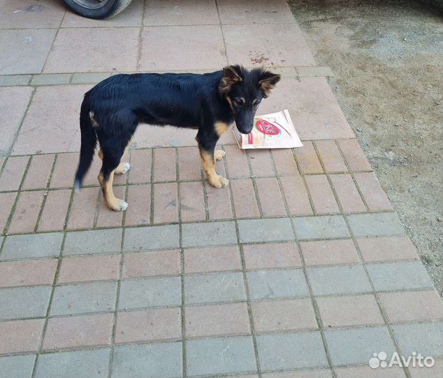 Собака в добрые руки щенок