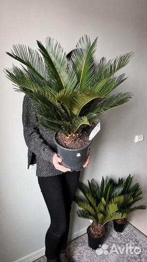 Цикас пальма саговая наличие