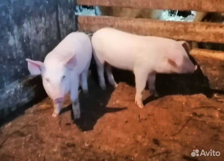Поросенок ландрас