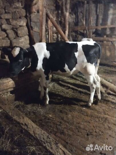 Телята бычки