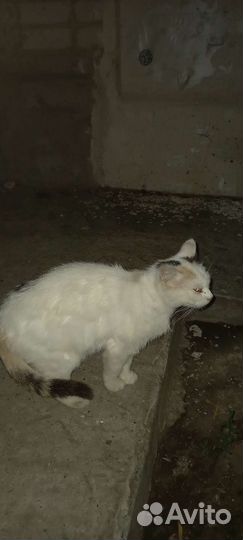Кошка