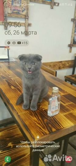 Продаю котят