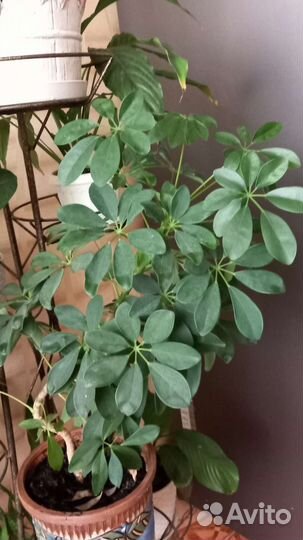 Комнатные цветы шефлера