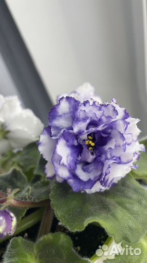 Сортовые фиалки