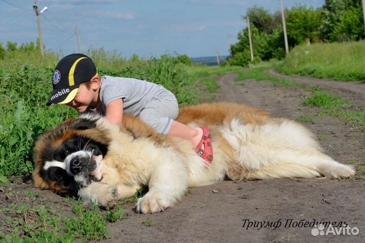 Триумф Победитель - вязка