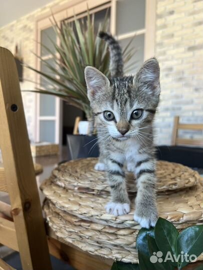 Девочка котенок