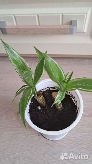 Драцена душистая