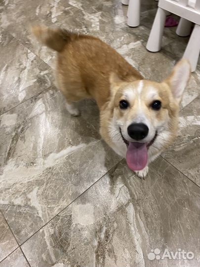 Собака корги вельш пемброк