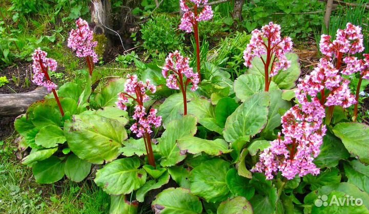Цветы садовые Многолетники