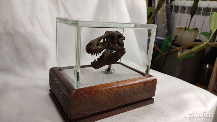 Стеклянный колпак для хранения предметов