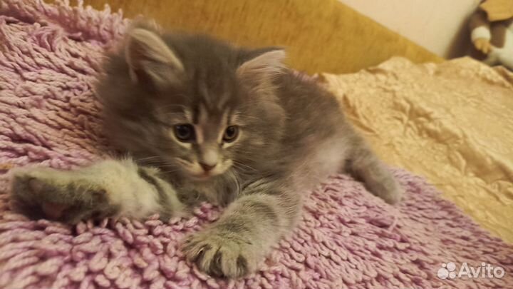 Котята две девочки
