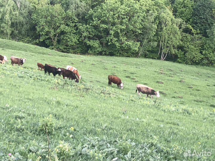 Коровы и телки