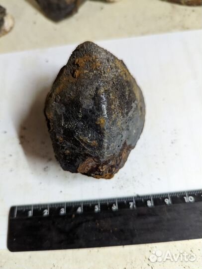 Окаменелый маллюск, внутри керченит