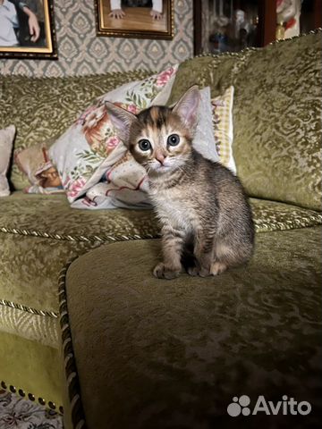 Котенок (девочка) полуабиссинка в добрые руки объявление продам