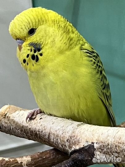 Попугай волнистый выставочный птенцы