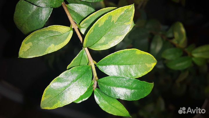 Миртовое дерево пестролистное