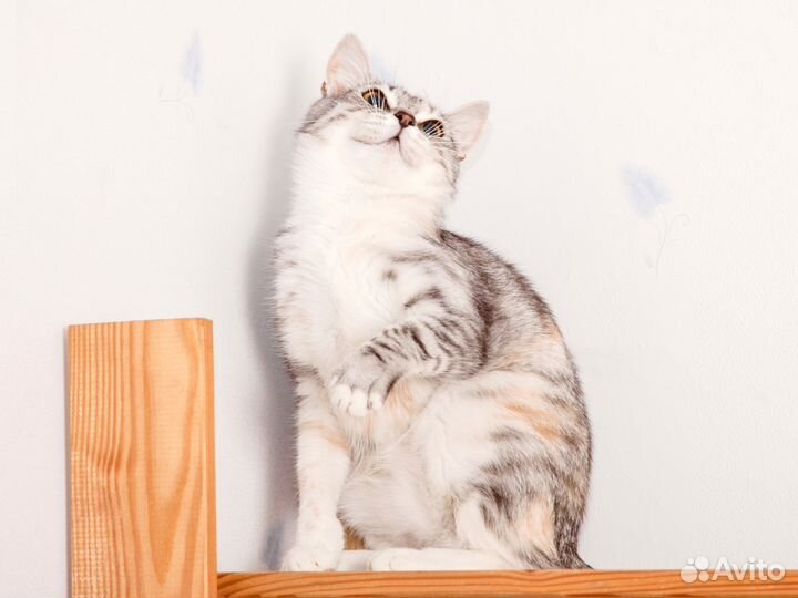 Трехцветная кошка Вика, 1 год