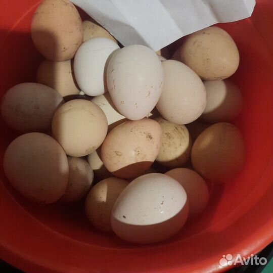 Яйцо домашнее куриное