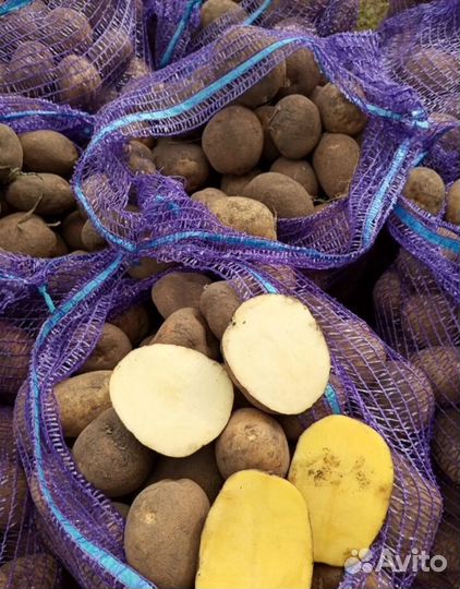 Продам картофель