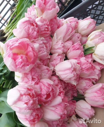 Оптом Луковицы 12+ тюльпан