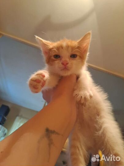 Котята ищут дом