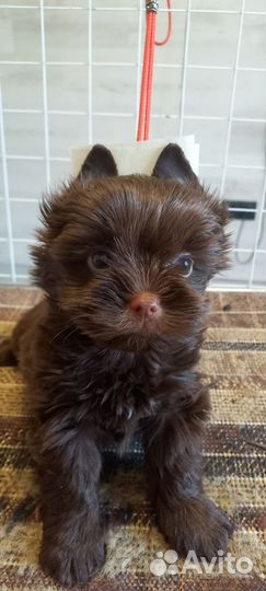 Щенки йорики