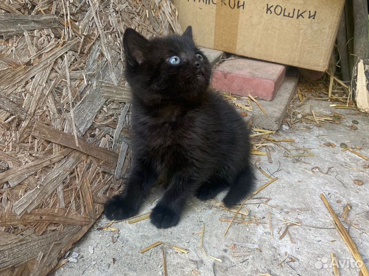 Котенок от британской кошки