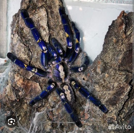 Паук птицеед Poecilotheria metallica L3-4