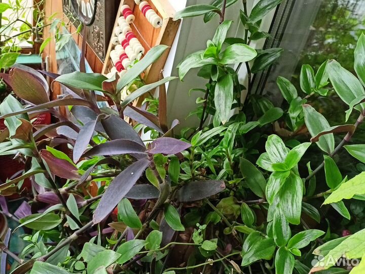 Хлорофитум цветок домашний