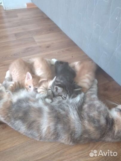 Котята в добрые руки мальчики