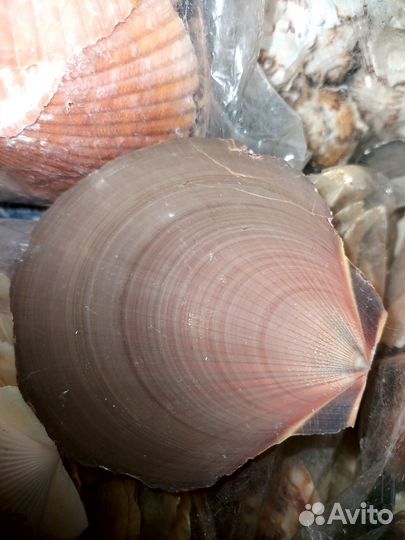 Ракушки много