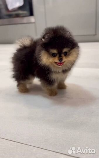 Щенок шпица