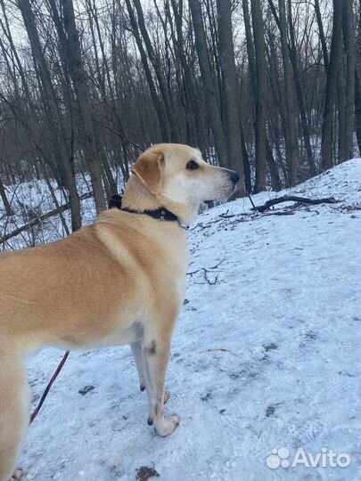 Собака в добрые руки