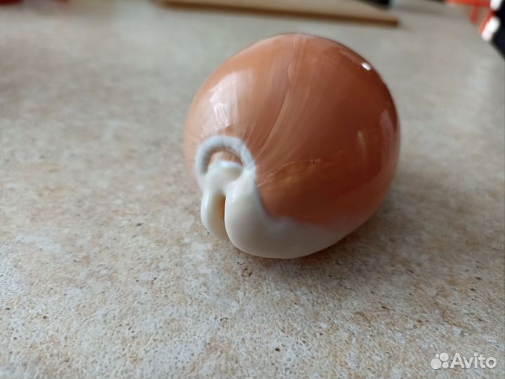 Cypraea aurantium