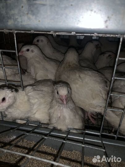 Техасский перепел