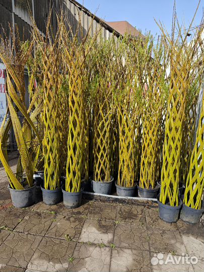 Русская пальма