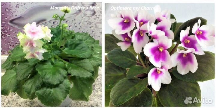 Фиалки цветущие