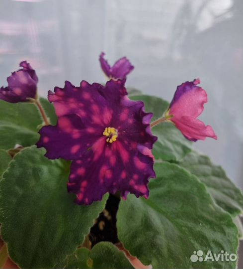 Фиалка Метагалактика