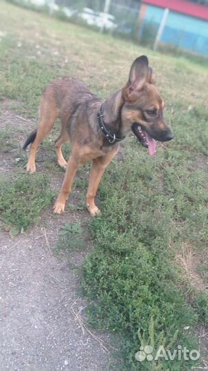 Щенок в добрые руки бесплатно