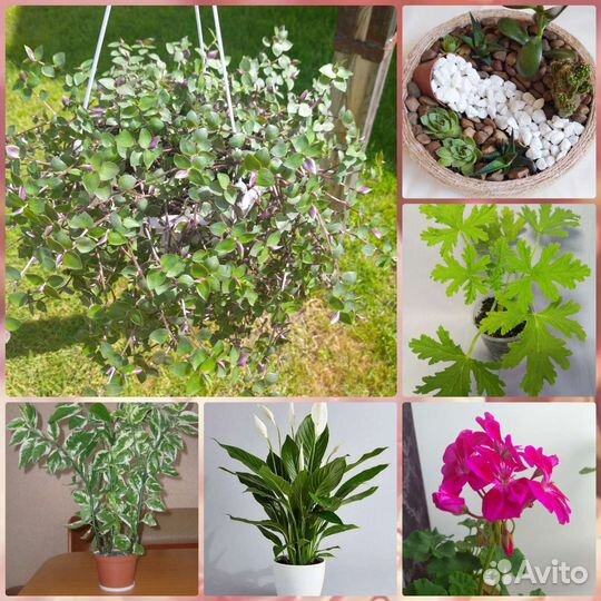 Комнатные цветы