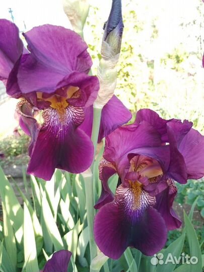 Ирисы