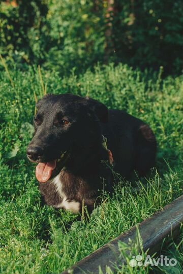 Нежная Тофи